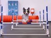 puppy jumping over a hurdle