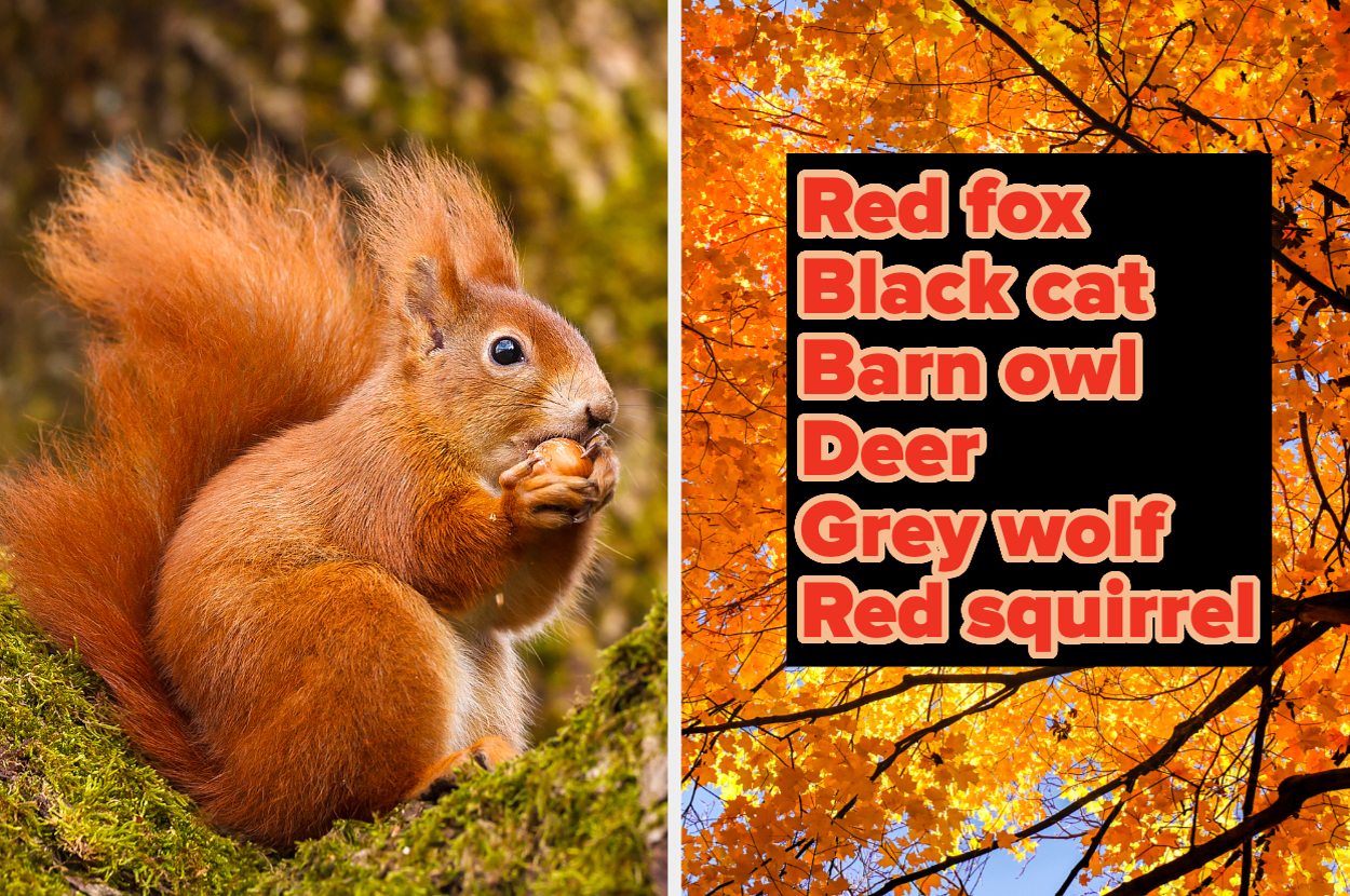 A red squirrel holding food on the left and a list on the right that includes: Red fox, Black cat, Barn owl, Deer, Grey wolf, Red squirrel