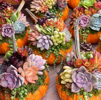 a variety of pumpkins filled with succulents