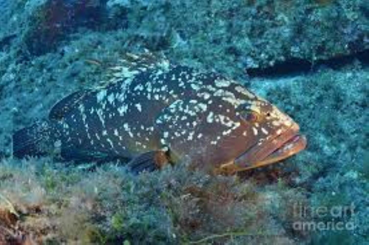 Dusky Grouper/Merou