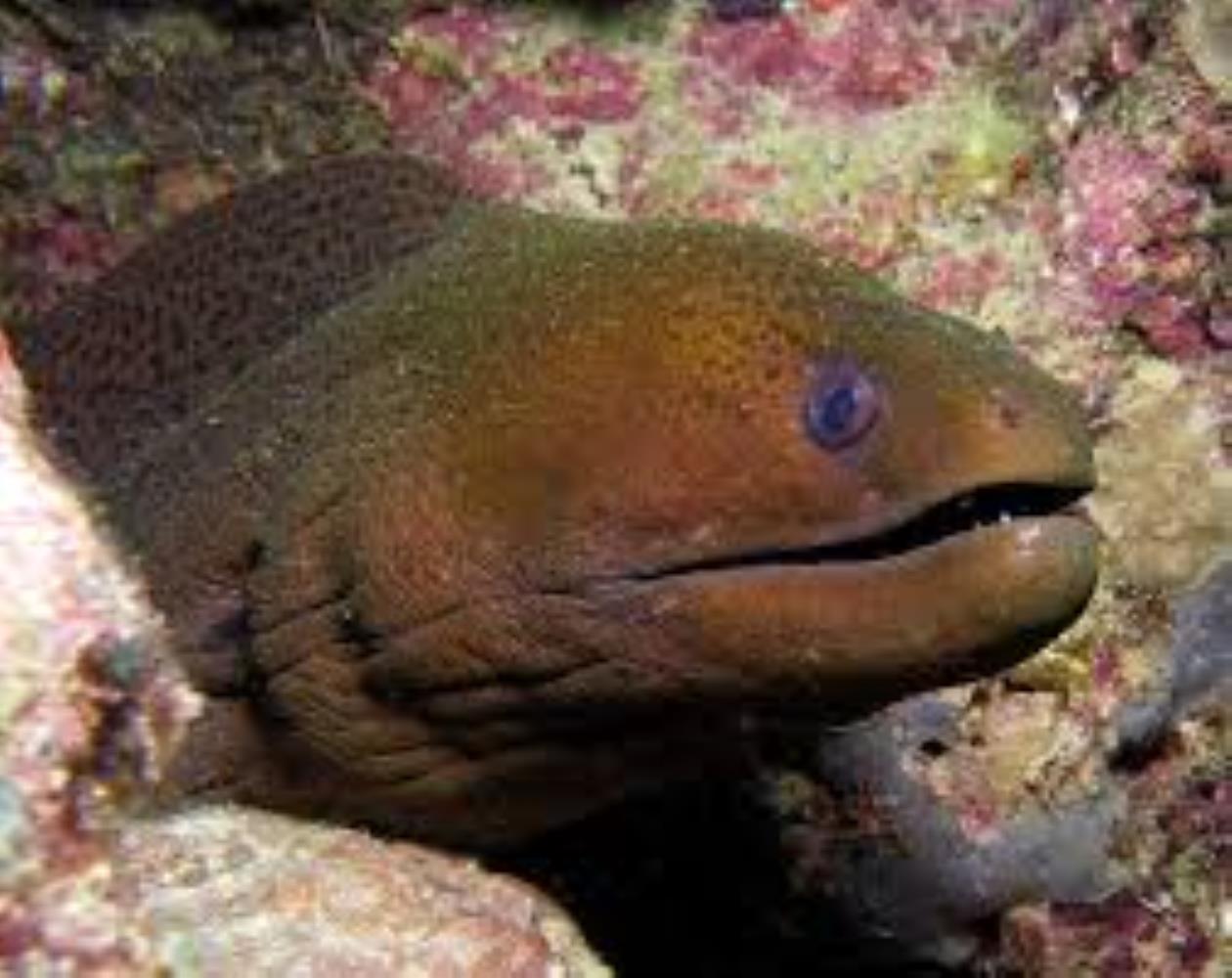 Giant Moray