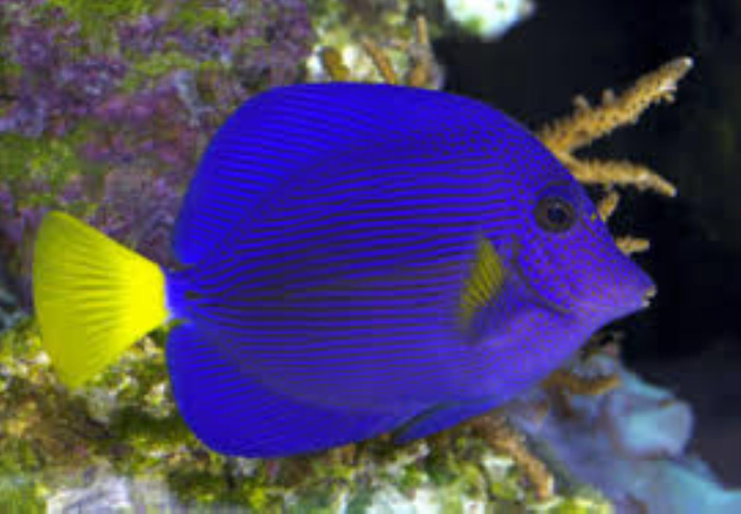 Yellowtail Tang