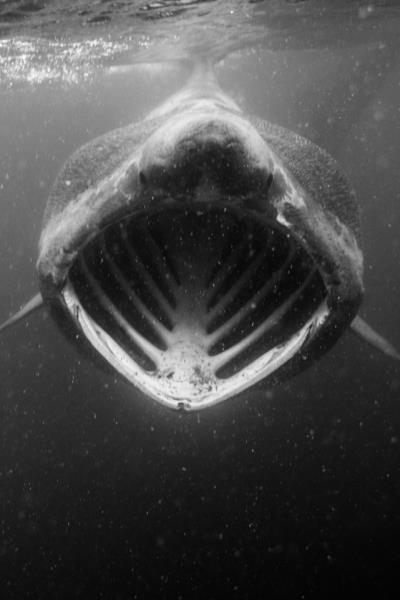 Basking Shark