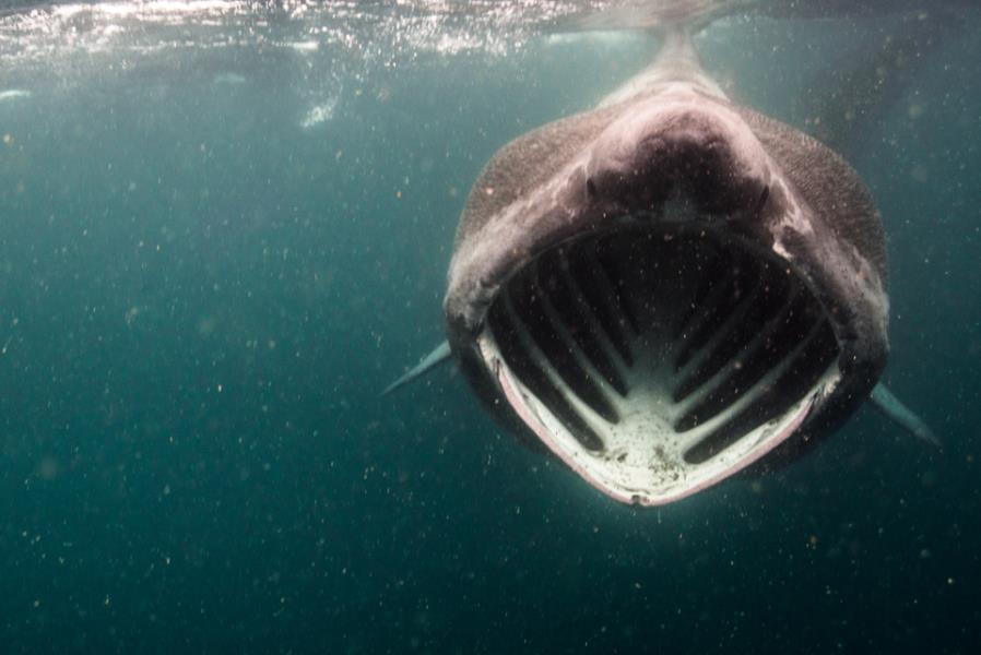 Basking Shark