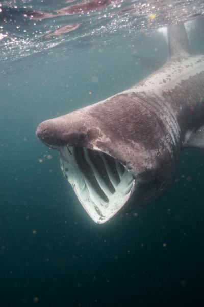 Basking Shark