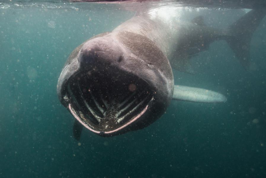 Basking shark