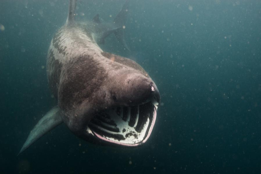 Basking Shark