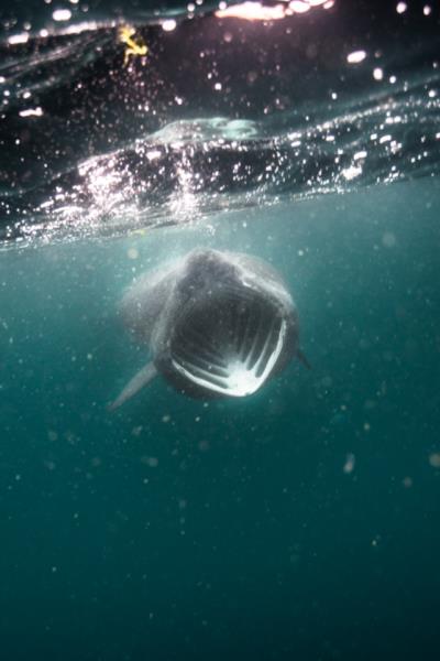 Basking Shark