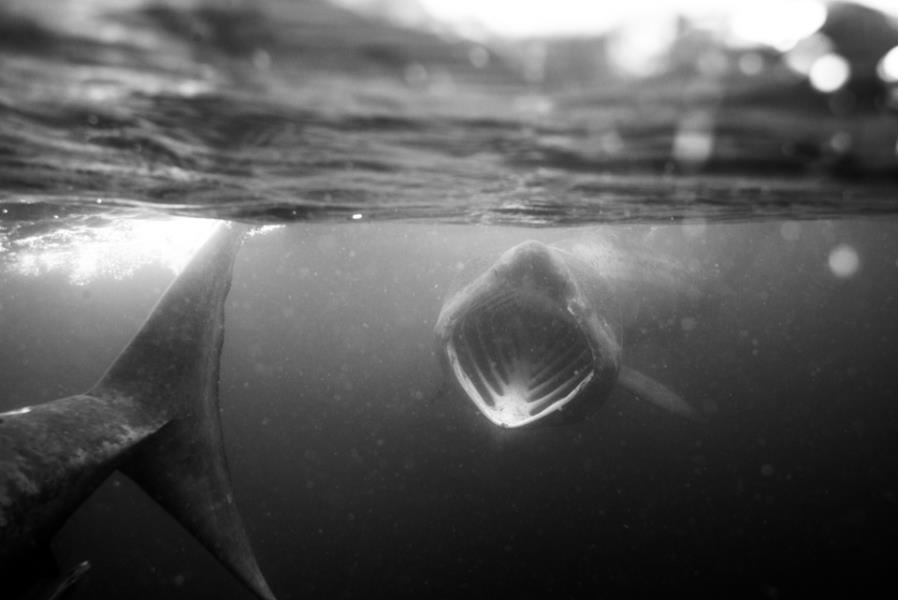 Basking Sharks