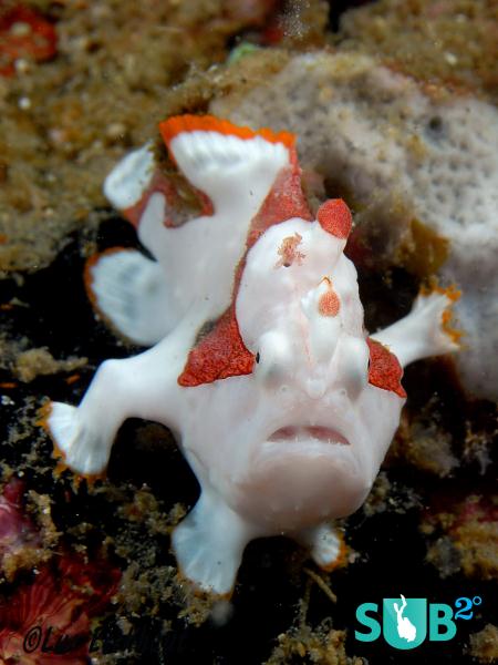 Clown Frogfish