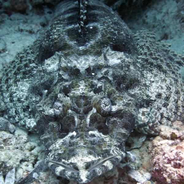 Crocodile fish