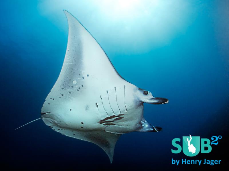 Manta Ray