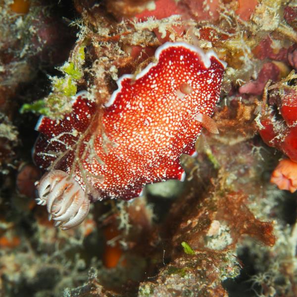 Nudi