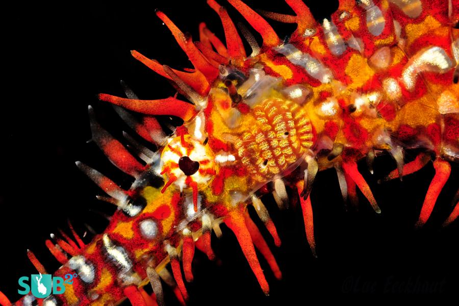 Ornate Ghost Pipefish