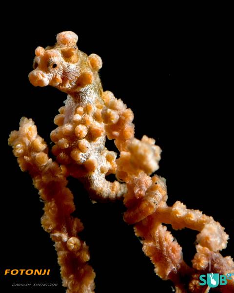 Pigmy Seahorse