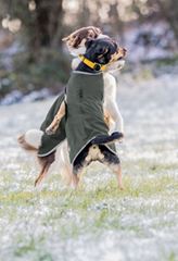 Softshell Dog Walker Athlete