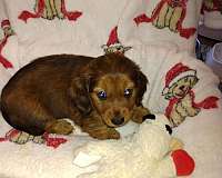 long-haired-dachshund