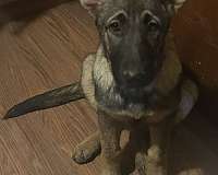 playing-outdoors-german-shepherd