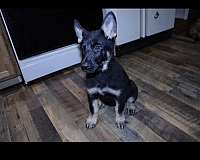 black-tan-german-shepherd