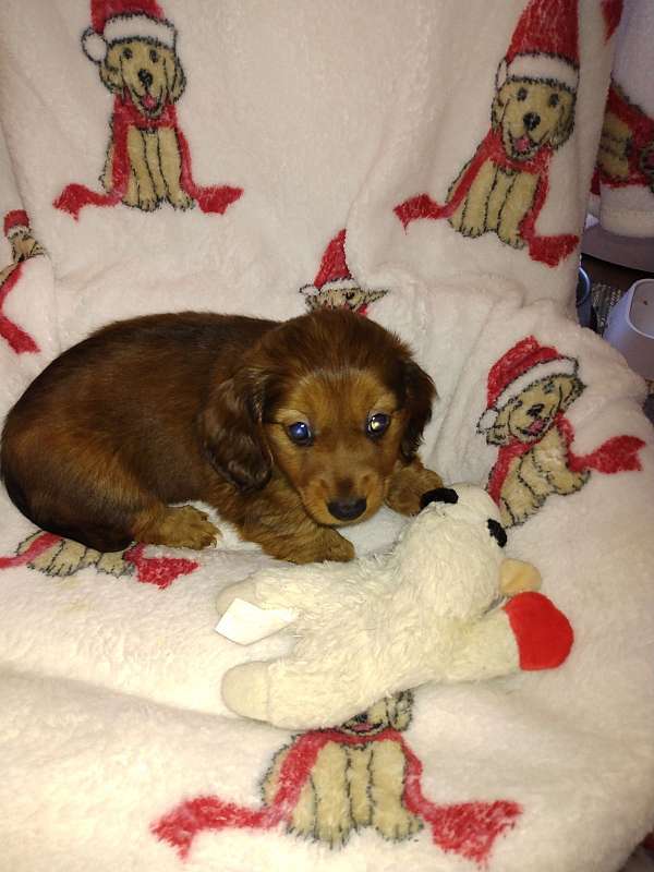 long-haired-dachshund