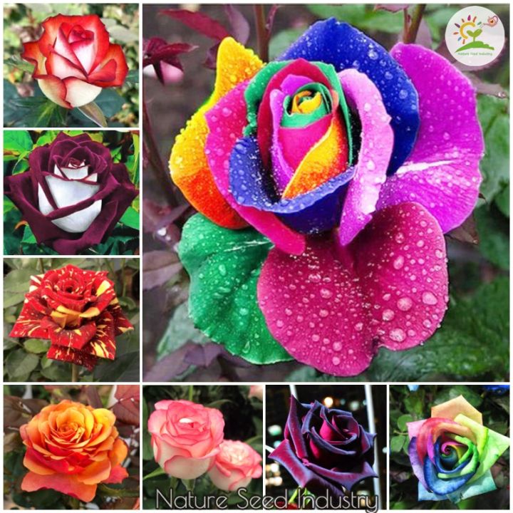 [Easy To Grow] Rainbow Rose Seeds for Planting (100 seeds/pack, Mixed ...