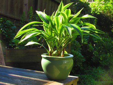 Plant in pot outdoors