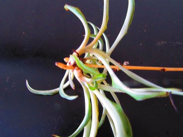 Spider plant baby