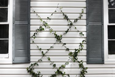 Diamond wire trellis with star jasmine