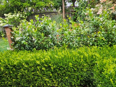 Boxwood hedge and star jasmine trellis