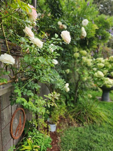 Rosa ‘Pierre de Ronsard’ or ‘Eden’ Rose