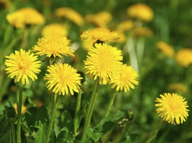 dandeliones