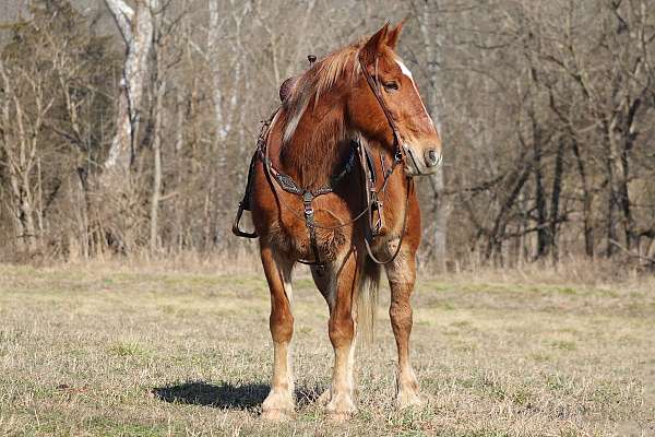 all-around-belgian-horse