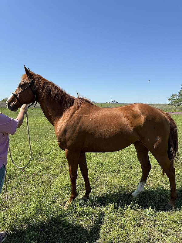 team-roping-quarter-horse