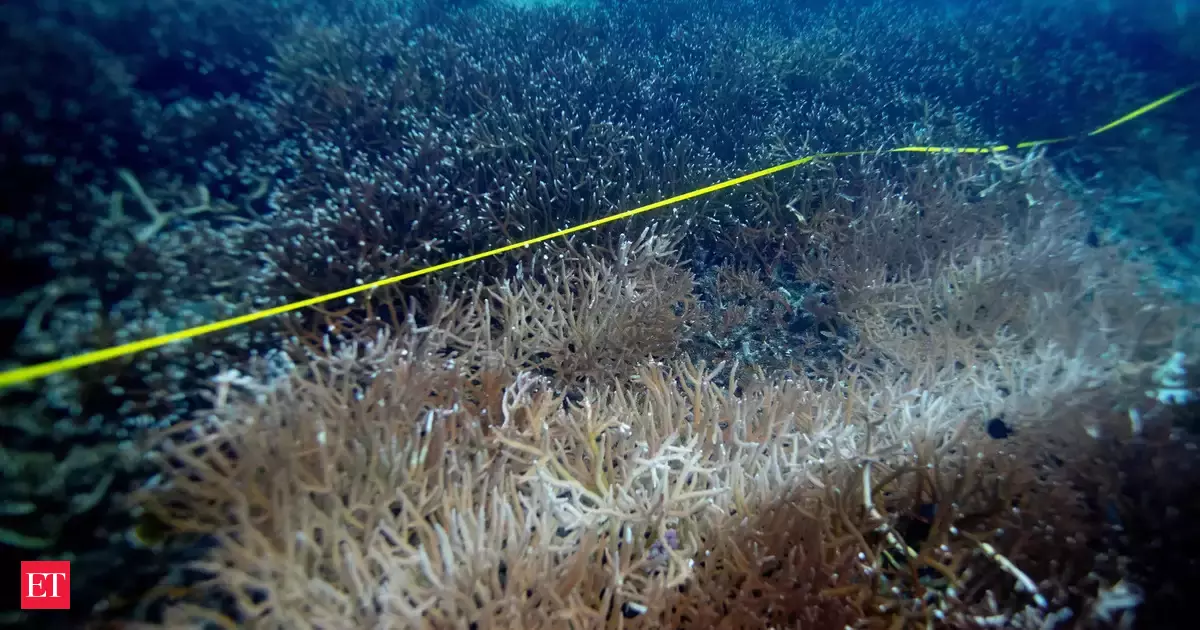 World in grip of new major coral bleaching event, reefs at risk - The ...