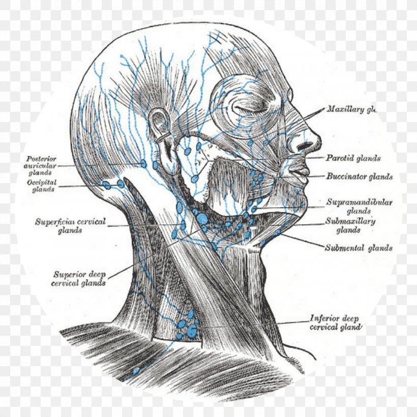 Cervical Lymph Nodes Diagram