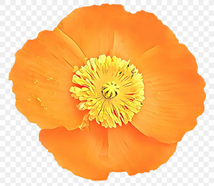 Orange, PNG, 2144x1864px, Orange, Eschscholzia Californica, Flower, Oriental Poppy, Petal Download Free