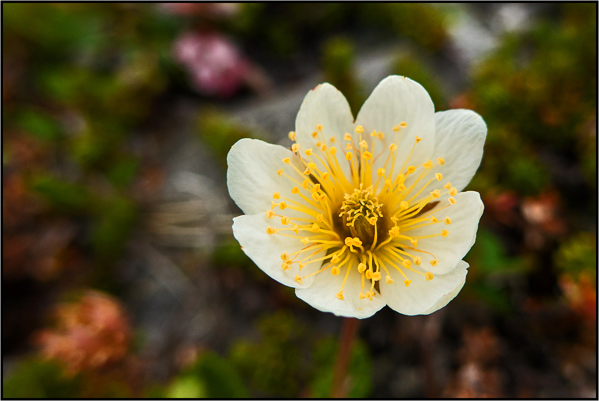 Norway | arctic poppy |