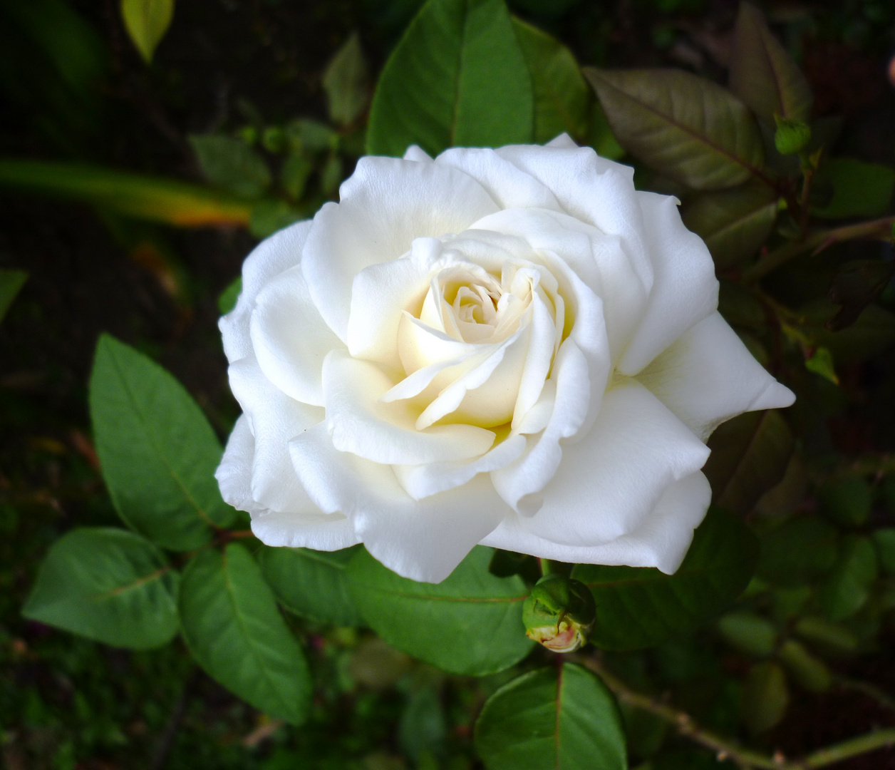 Álbumes 105+ Foto Imagenes De Flor Blanca De Luto Lleno