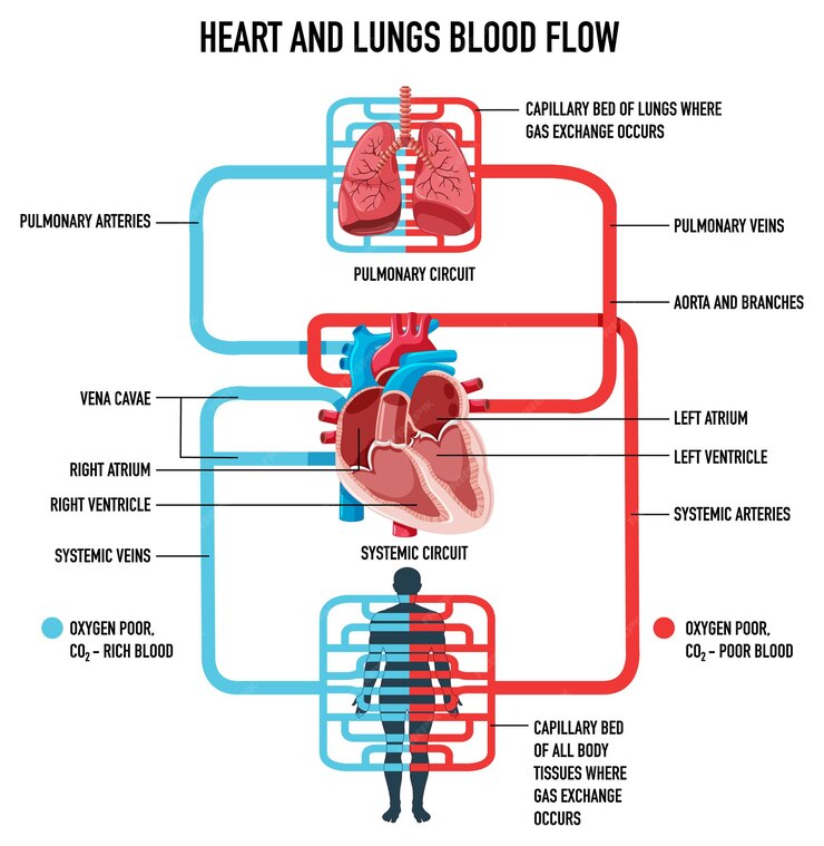 Free Vector | Diagram showing heart and lungs blood flow