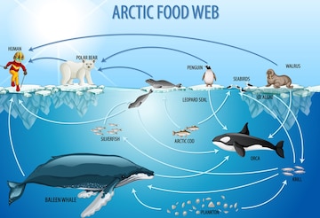 Free Vector | Education poster of biology for food webs diagram