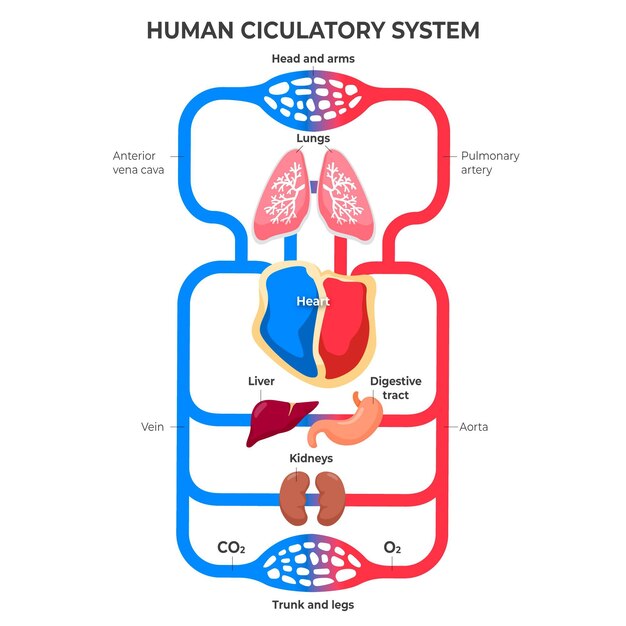 Free Vector | Flat circulatory system infographic