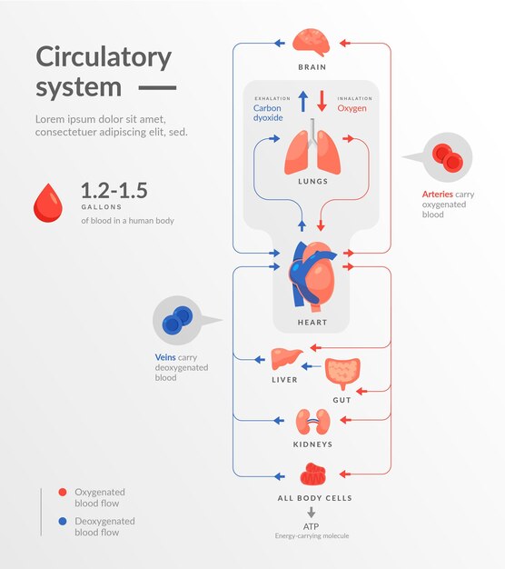 Free Vector | Flat circulatory system infographic