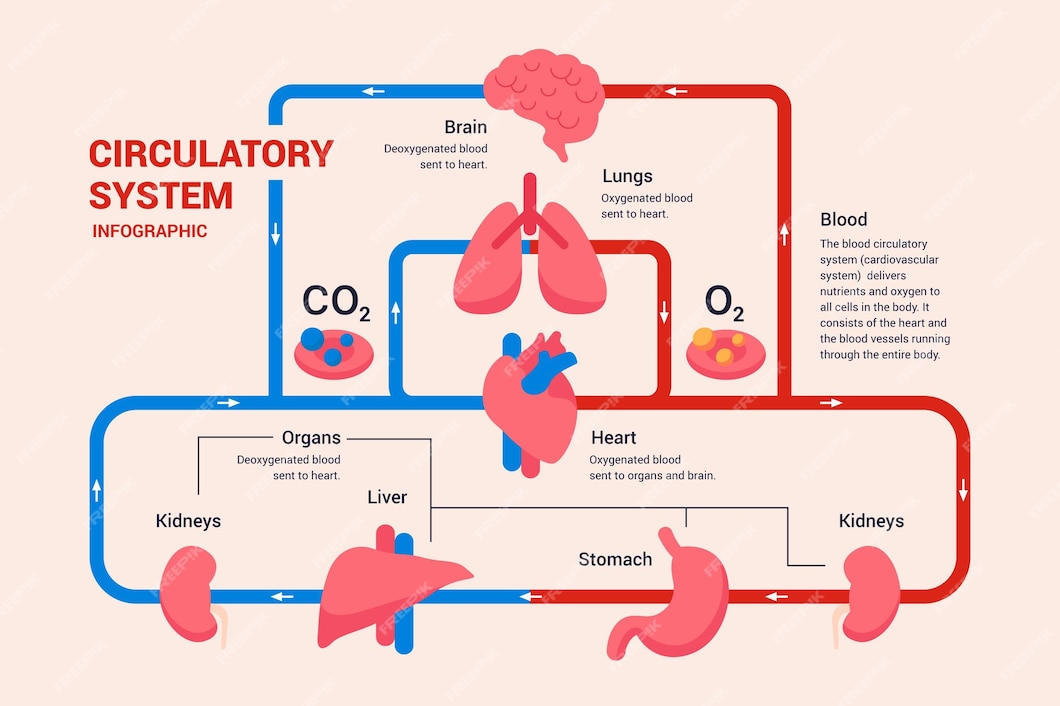 Premium Vector | Linear circulatory system graphic