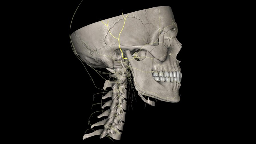 Premium Photo | The auriculotemporal nerve is a branch of the ...