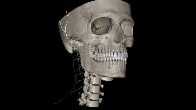 Premium Photo | The auriculotemporal nerve is a branch of the ...