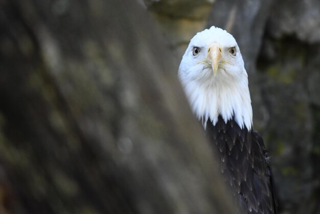 Premium Photo | Bald eagle flight on isolated background