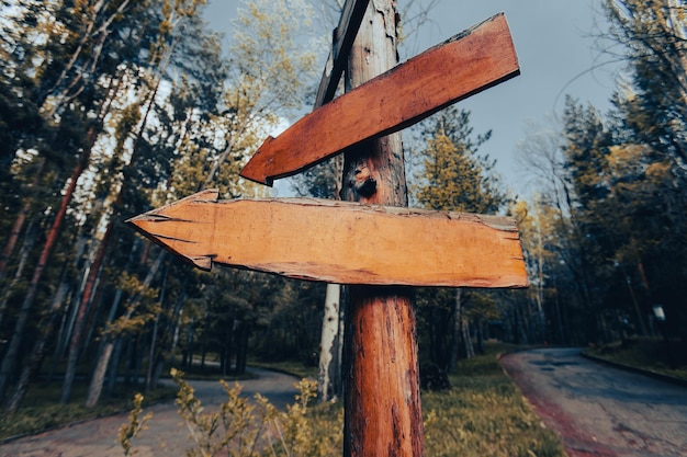 Premium Photo | Blank wooden directional signs on tree