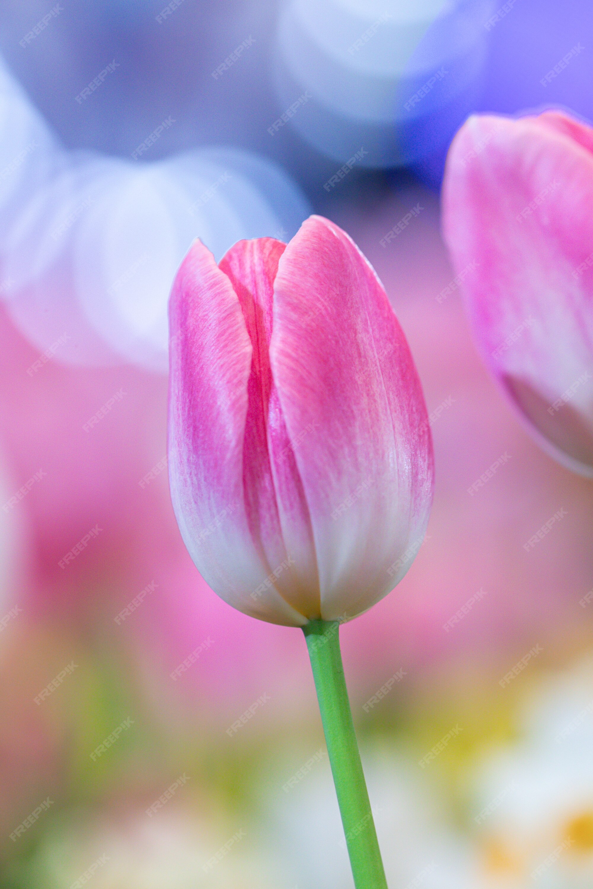 Beautiful Tulip Flower Image