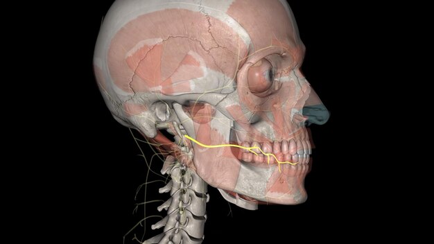 Premium Photo | The buccal nerve has a superficial and deep branch