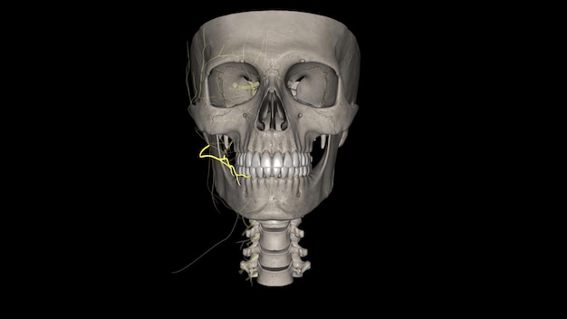 Premium Photo | The buccal nerve has a superficial and deep branch